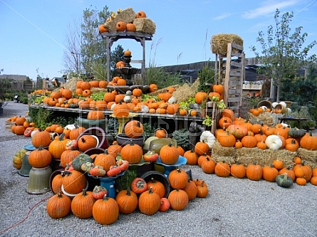 Pumpkins For Sale