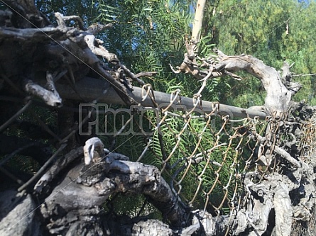 VINES AND FENCE