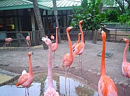 Flamingos