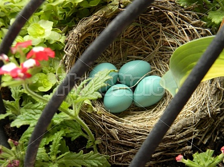 Robin Eggs and Flowers