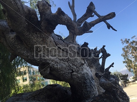 VINES AND FENCE