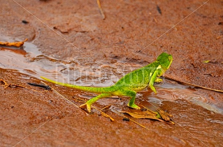 Kenyan Chameleon