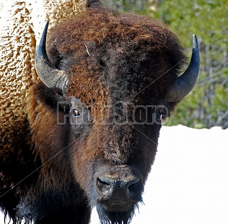 Buffalo