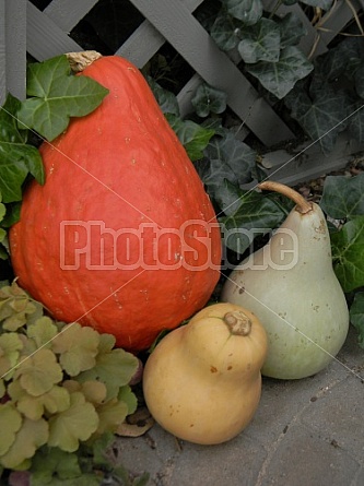 Gourds