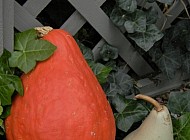 Gourds