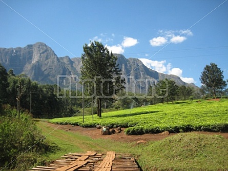 wooden bridge in front of Mulanje Mountain (Malawi)