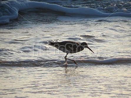 sanderling, sandpiper