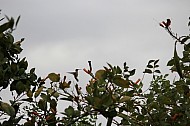 Hummingbird in Flight