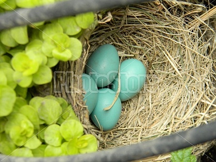 Robin Eggs