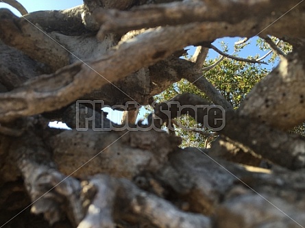 VINES AND FENCE