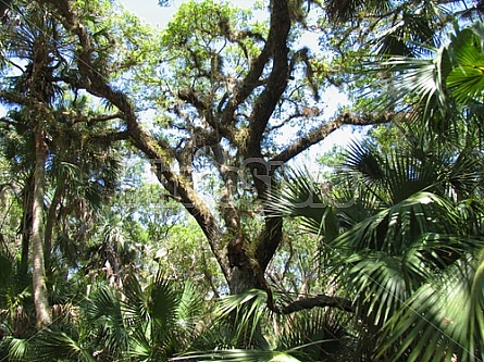 Florida Everglades