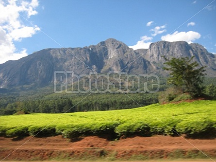 Mulanje Mountain (Malawi)