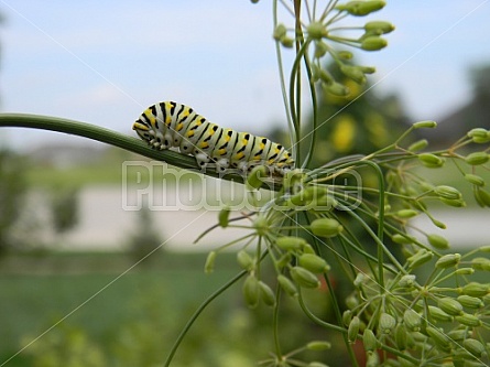 Swallowtail Caterpillar