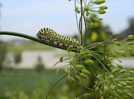 Swallowtail Caterpillar