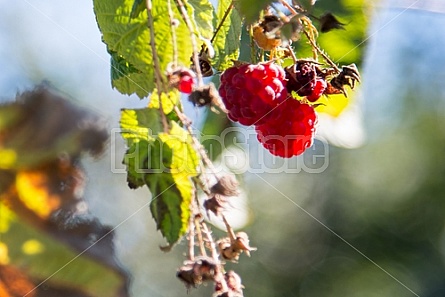 Raspberries