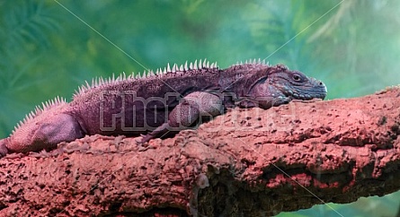 Iguana on branch