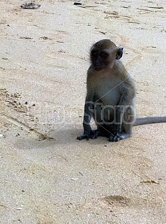 Monkeys in Thailand