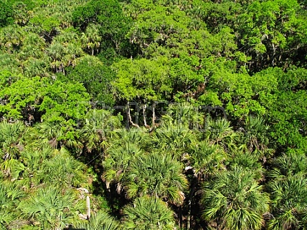 Trees in the Everglades