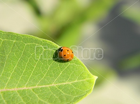 Ladybug