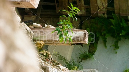 San Pedro Apostol Parish Church Loboc Philippines