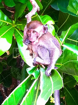 Monkeys in Thailand