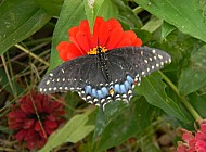 Black Swallowtail on Orange Zinnia