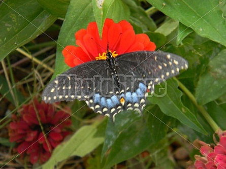Black Swallowtail on Orange Zinnia