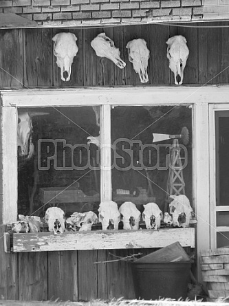 Cow Skulls For Sale