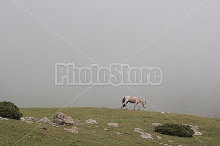 lonely horse in the fog