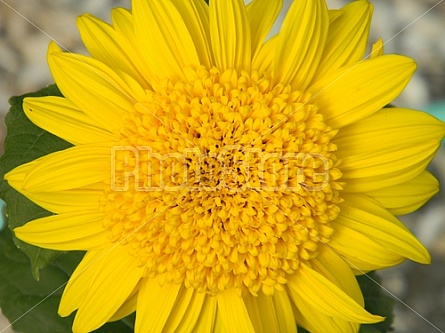 Sunny Sunflower