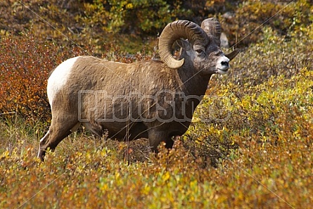 Rocky Mountain Sheep