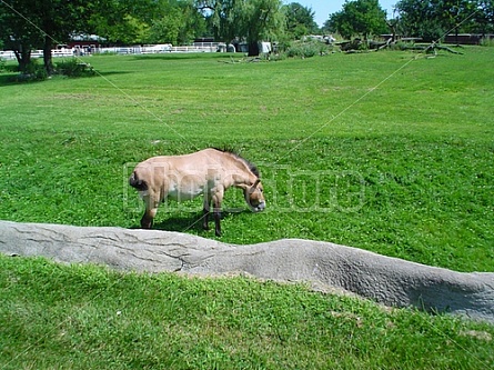 mule