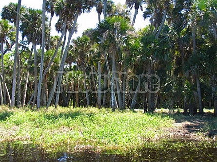 Florida Everglades