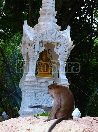 Buddhist Monkeys in Thailand
