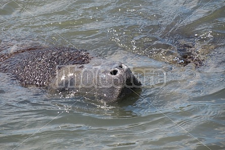 manatee