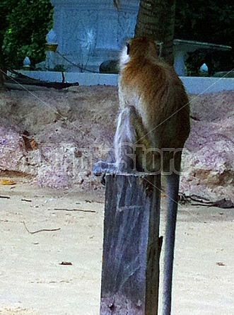 Monkeys in Thailand