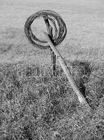 Barbed Wire #7