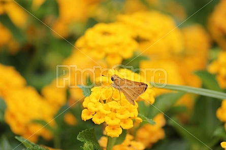 Yellow Moth and Lantanas