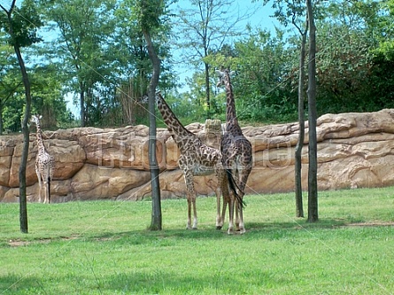 Giraffes at Nashville Zoo