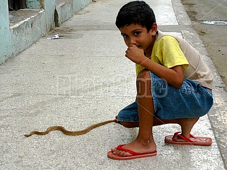 Cuban boy and snake