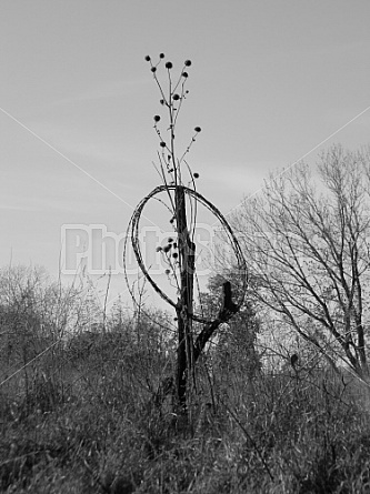 Barbed Wire #6