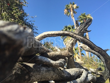 VINES AND FENCE