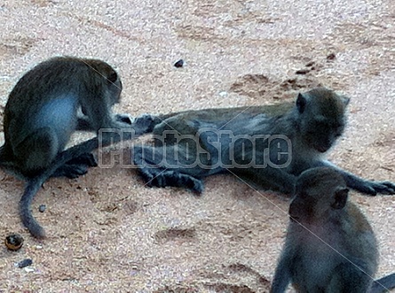 Monkeys in Thailand