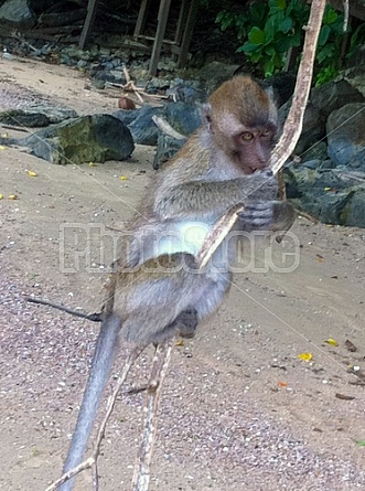 Monkeys in Thailand