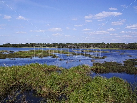 Florida Everglades