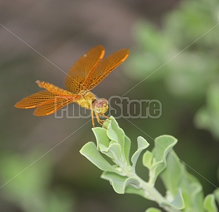 Orange Dragonfly