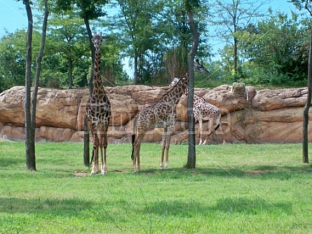Giraffes at the zoo in Nashville