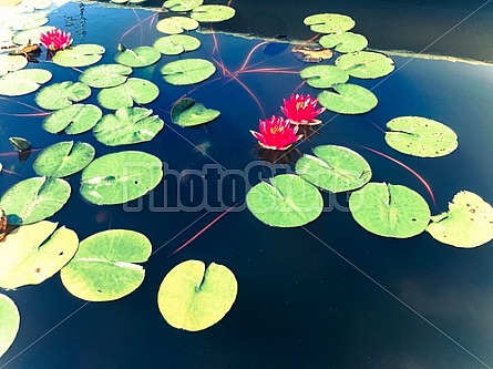 Water Lily and Flower