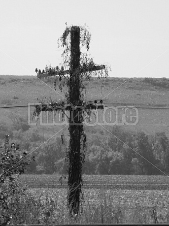 Vine Covered Telephone Pole