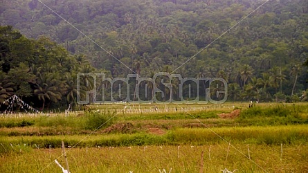 Filipino Rice Fields